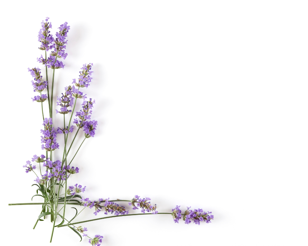 Kuvituskuvassa laventelia L:n muotoisena kuviona